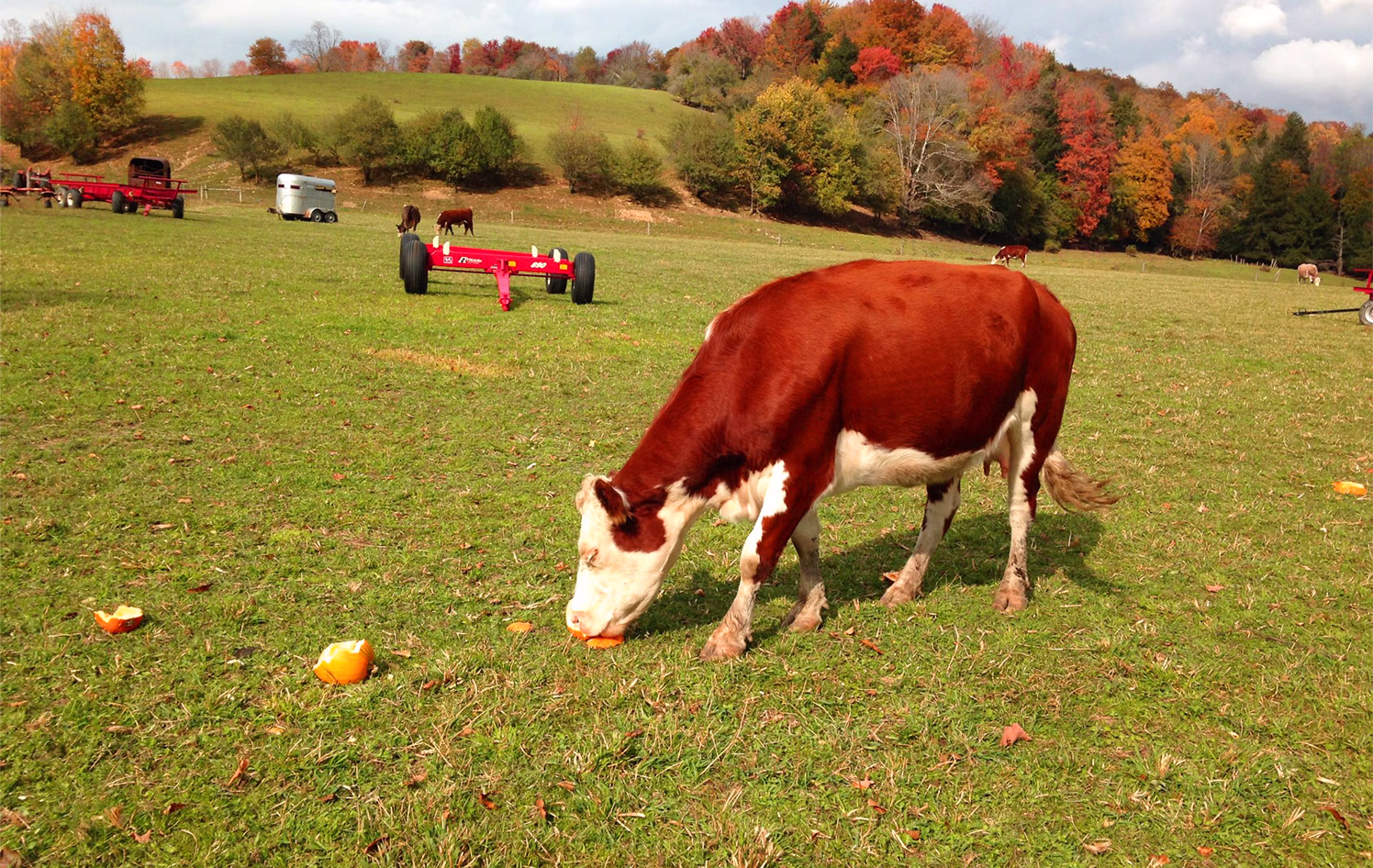 Long Life 120 | A cow eating a pumpkin on a farm